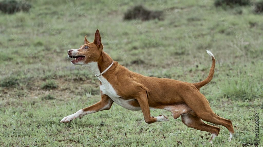 Health of the Andalusian Podenco