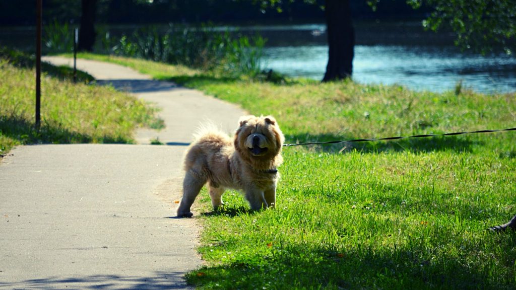 Saúde do Chow Chow