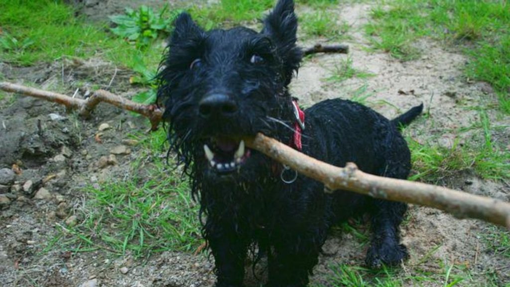 Saúde do terrier escocês