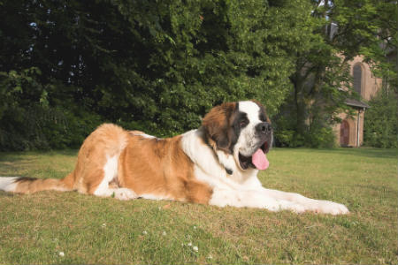 feeding of the saint bernard