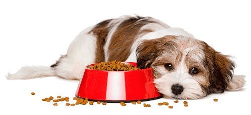 Allergie à la nourriture chez les chiens