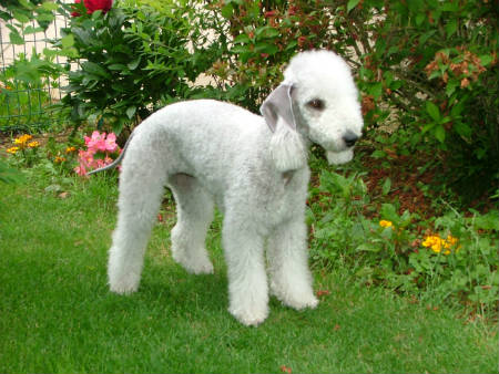 Cuidados del Bedlington terrier