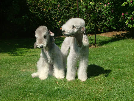 terrier de Bedlington