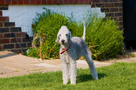 trem Bedlington Terrier