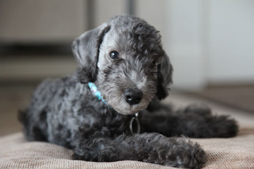 Puppy de Bedlington Terrier