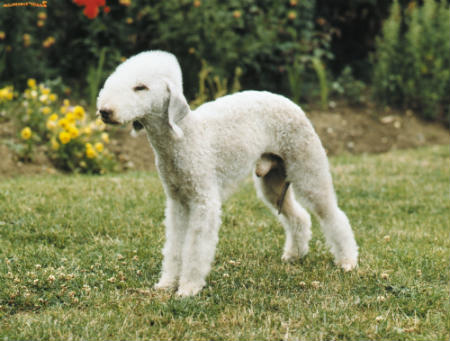 Rothbury terrier