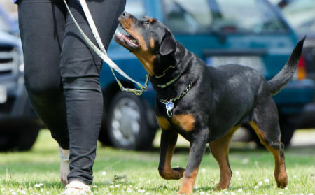 treinar rottweiler