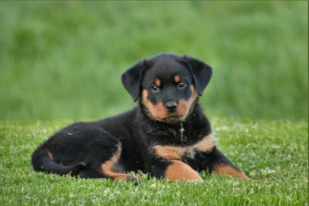 Filhote de rottweiler