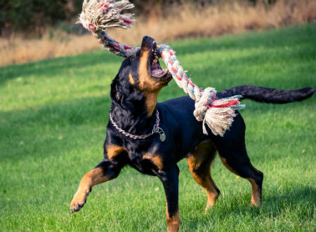 cachorro rottweil