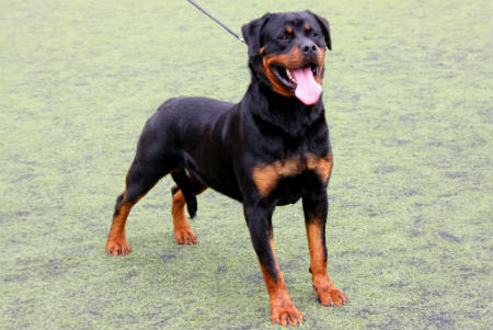 Chien rottweiler