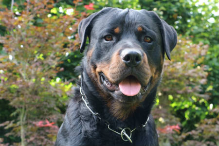 Raça rottweiler