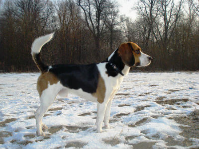 english harrier hound