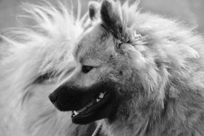 Origem do Eurasier