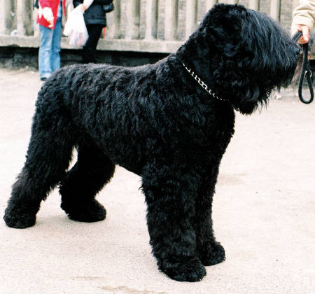 Terrier Russo Preto