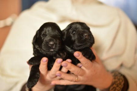 Chiots russes noirs