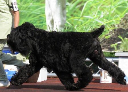 Russian Black Terrier breed