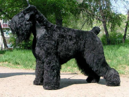 terrier negro ruso