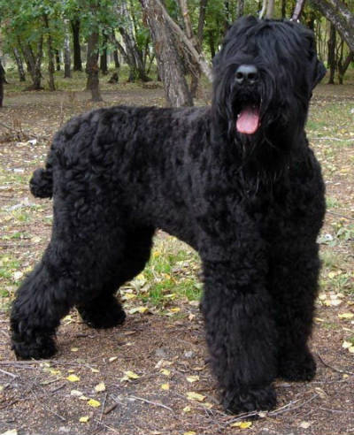 black dog of russia