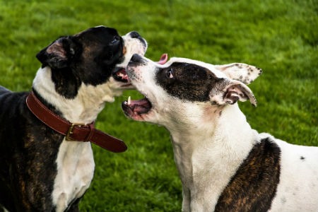 Spécialistes des comportements des chiens