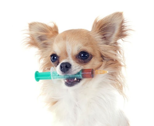 efectos secundarios vacuna perros