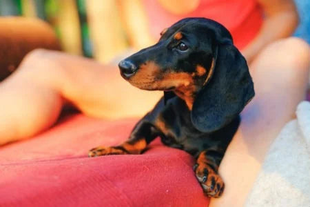 train dachshund