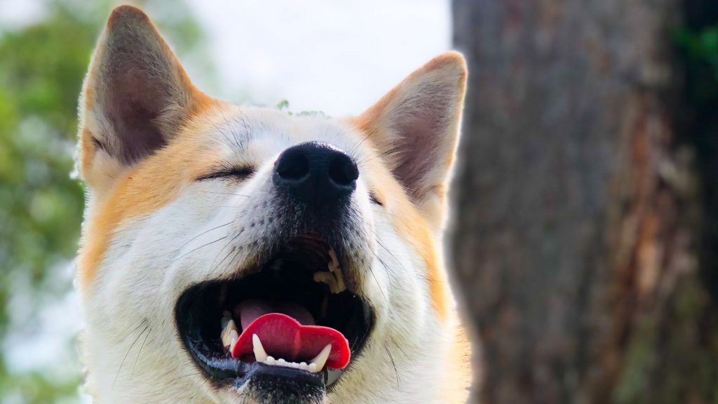 Akita Inu Santé