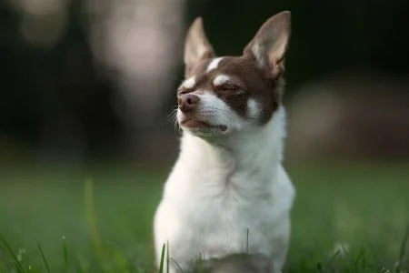 Chihuahua feeding