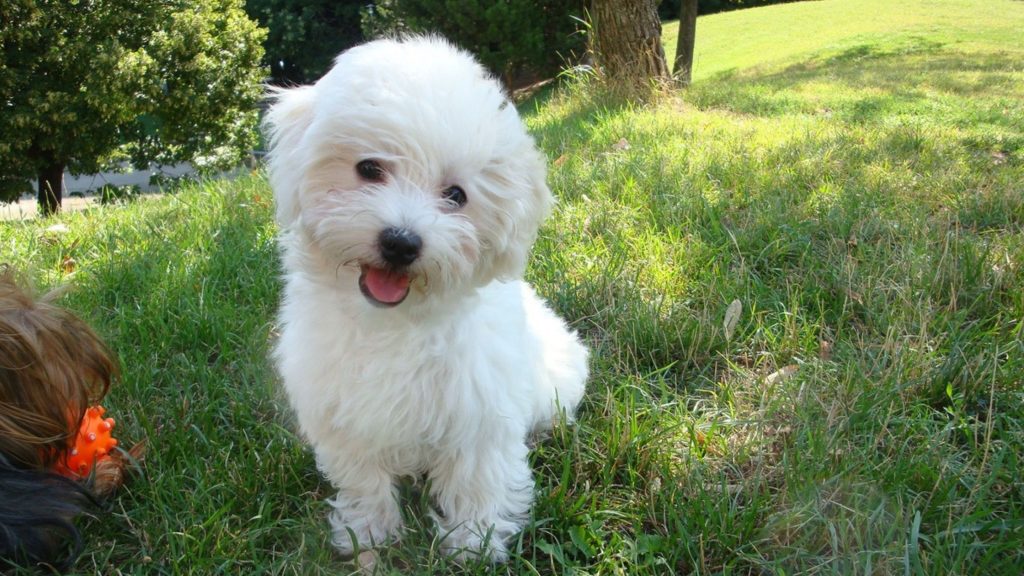 alimentando o bichon à bolonhesa