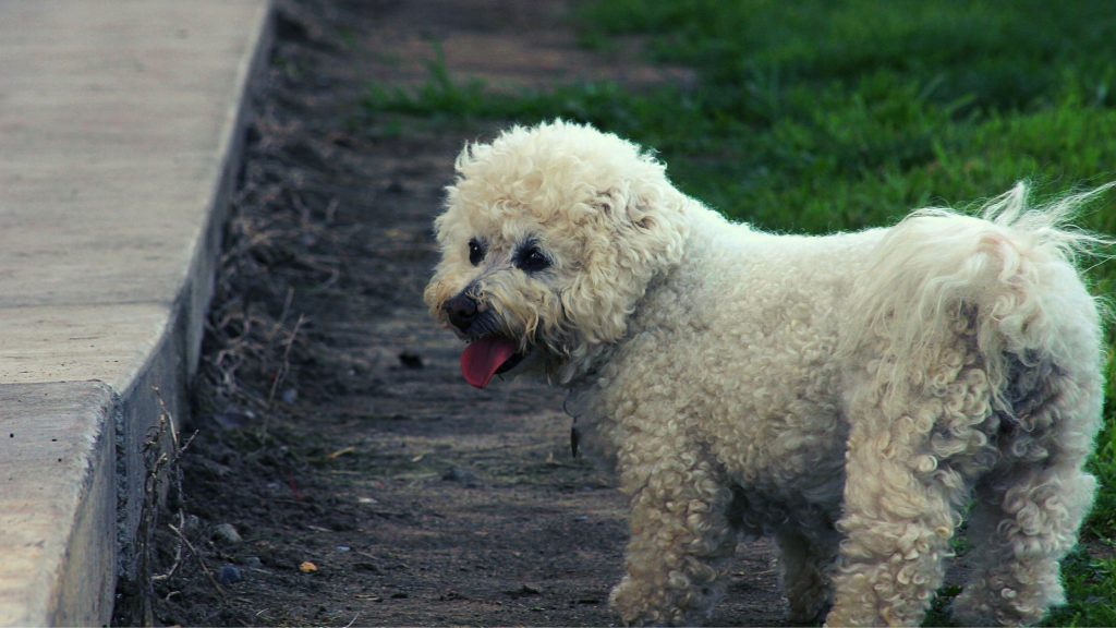 Alimentando o bichon frisado