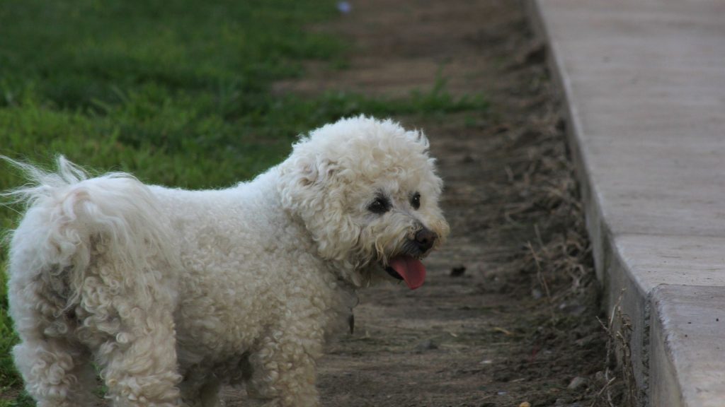 Character of the Bichon Bolognese