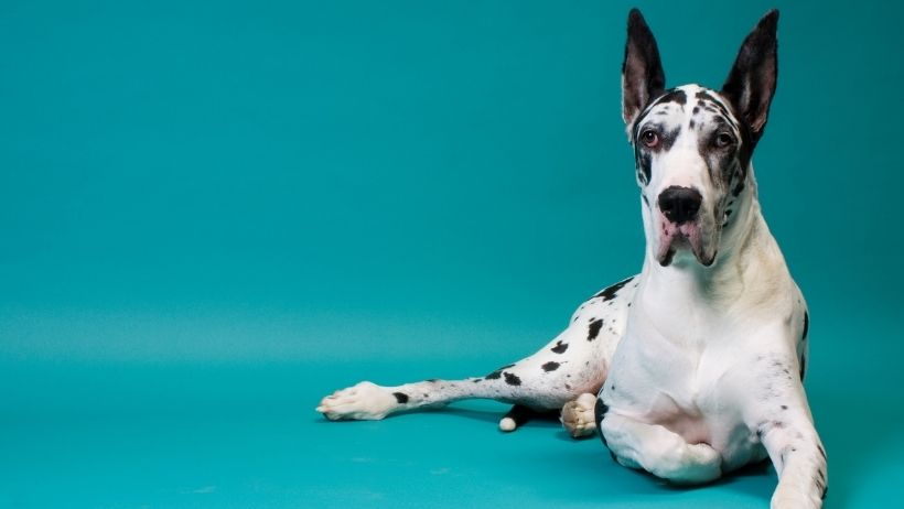 Características do Dogue Alemão