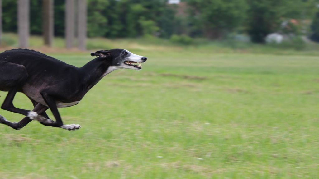 Characteristics of the Spanish Greyhound or Spanish Greyhound