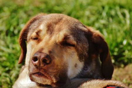 causas exceso de sol en perro