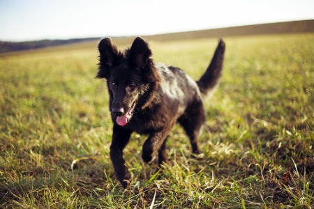 insolação em cães