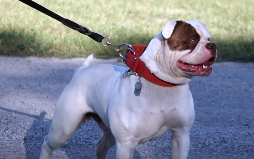 Cuidados com o Bulldog Americano