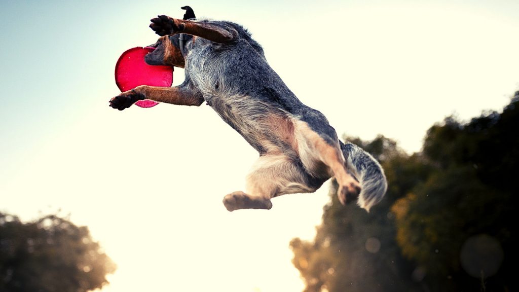 Cuidados com o cão pastor australiano