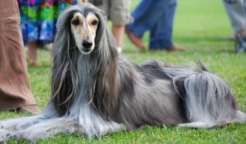 The Afghan Hound or Afghan Greyhound- Intelligence and elegance in a single breed