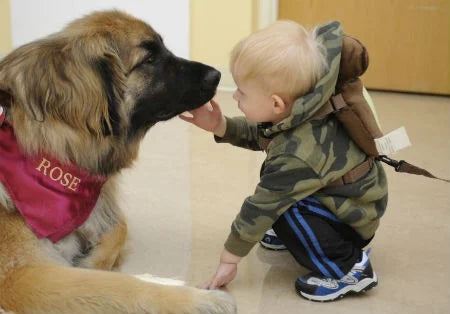 objetivos da terapia canina