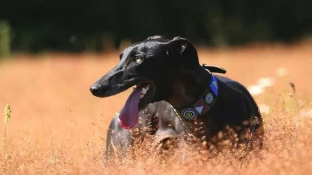 History and origin of the Spanish Greyhound
