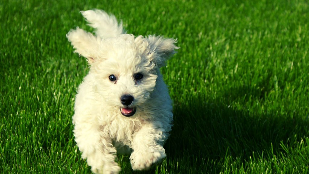 origins of the bolognese bichon