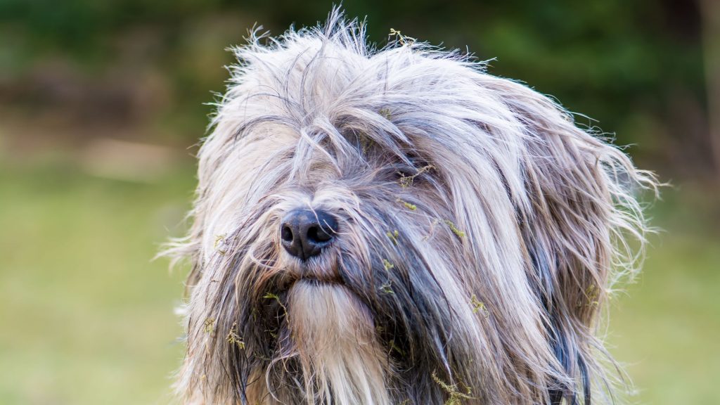 Origenes del Terrier Tibetano