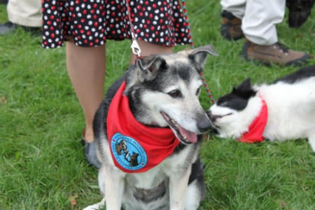 cães de terapia