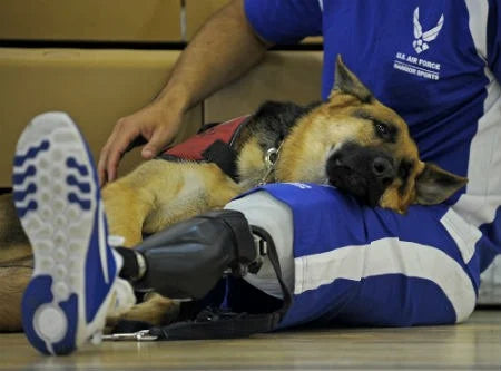 cães para melhorar a saúde