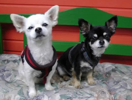 Chihuahua breed