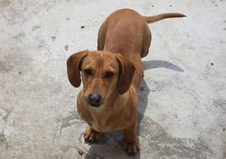 short haired dachshund