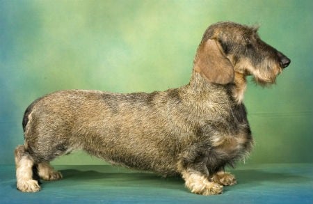 wire-haired dachshund