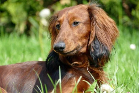 long haired dachshund