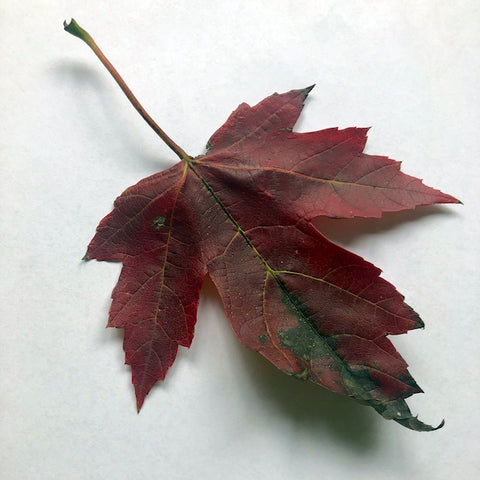 Reference image of a leaf