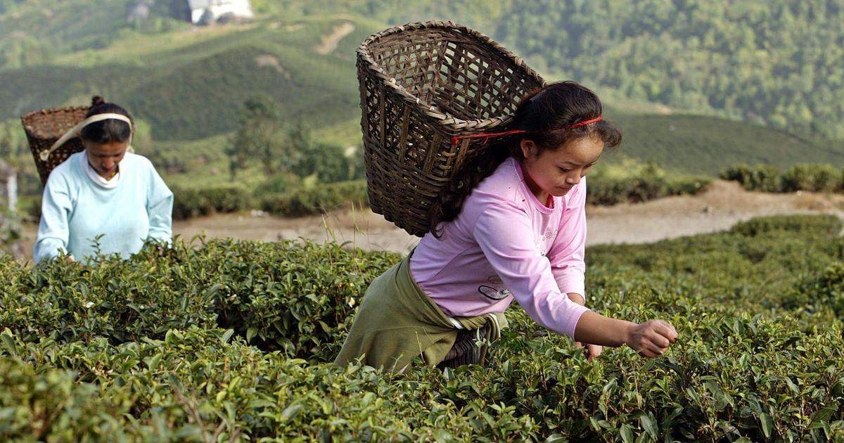 Darjeeling tea worker