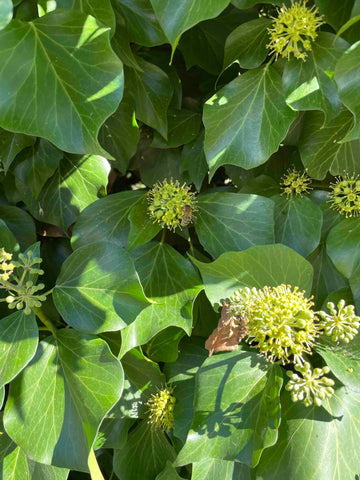 Biene auf Efeublüte blühender Efeu Imkerei KALEO siebengold Siebengebirge